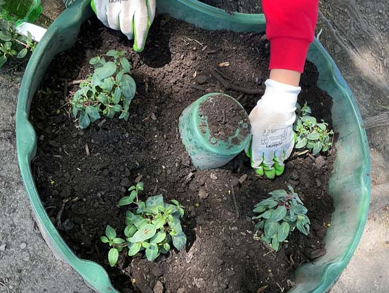 Earth Day - April 2026